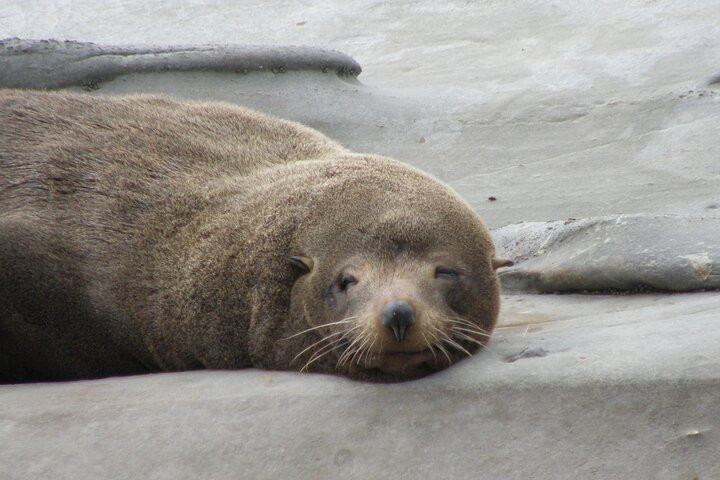 Sleepy Seal at the Cape Palliser Seal Colony